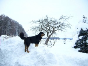 Campino im Schnee