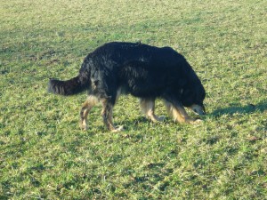 der Bauch ist schwer und kugelrund