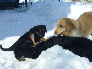 Dele mischt beim Spielen mit Lea und Clio ganz schön mit