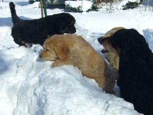 Dele und Diablo - im Schnee laufen ist anstrengend