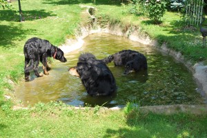 Bino, Dele und Donna