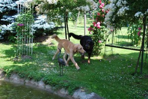 Mit der Schwester im Rosengarten