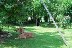 Dexter und Donna machen Pause