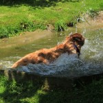 IMG_8409