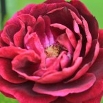 IMG_8445