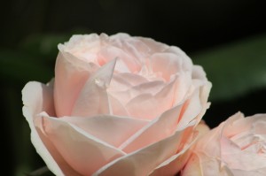 IMG_8459