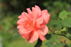 IMG_8463