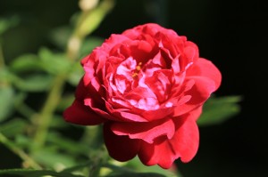 IMG_8467